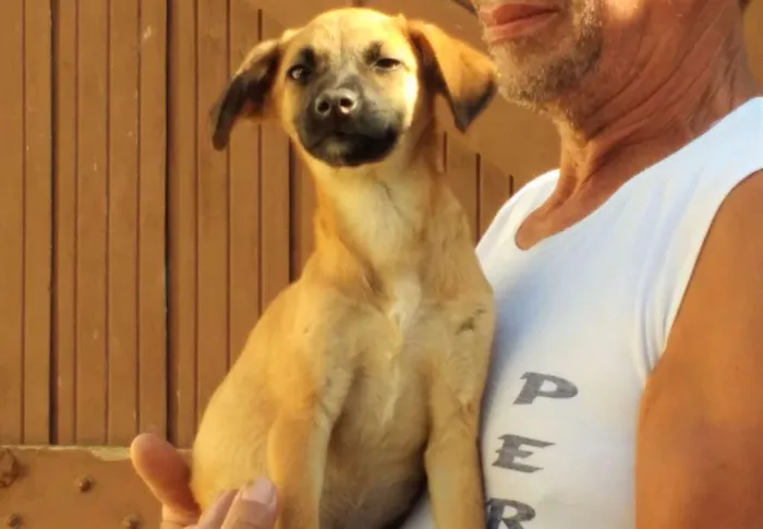 Cachorro ra a SRD idade 2 a 6 meses nome MEL
