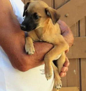 Cachorro raça SRD idade 2 a 6 meses nome MEL