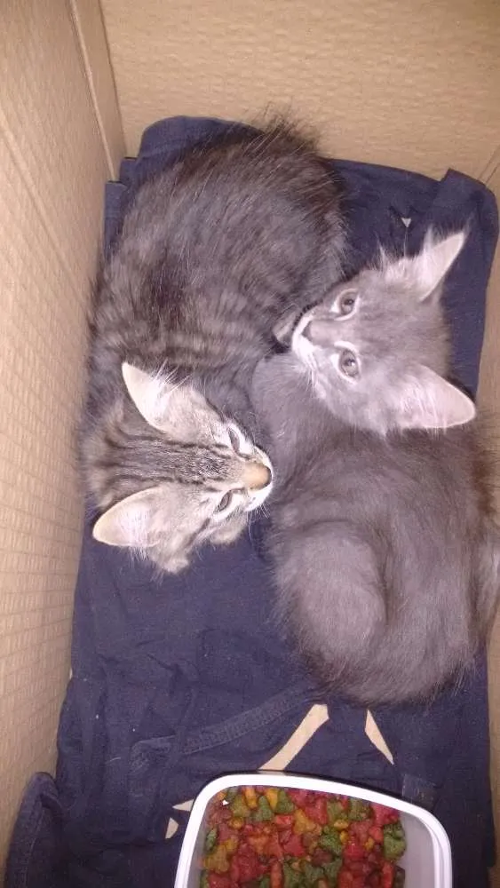 Gato ra a Sem raça definida  idade Abaixo de 2 meses nome Cecília e Eduarda