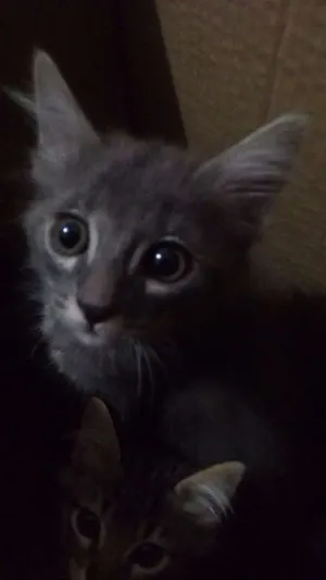 Gato raça Sem raça definida  idade Abaixo de 2 meses nome Cecília e Eduarda
