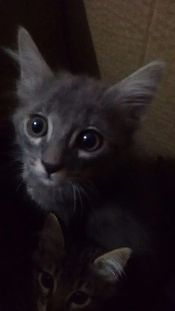 Gato ra a Sem raça definida  idade Abaixo de 2 meses nome Cecília e Eduarda