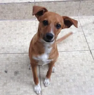 Cachorro raça Vira lata  idade 7 a 11 meses nome Costela