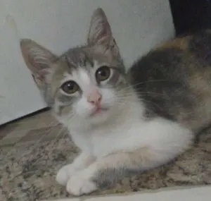 Gato raça Não sei  idade 2 a 6 meses nome Luninha 