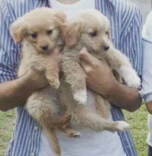 Cachorro raça SRD idade Abaixo de 2 meses nome Fofuchos (Labrador)
