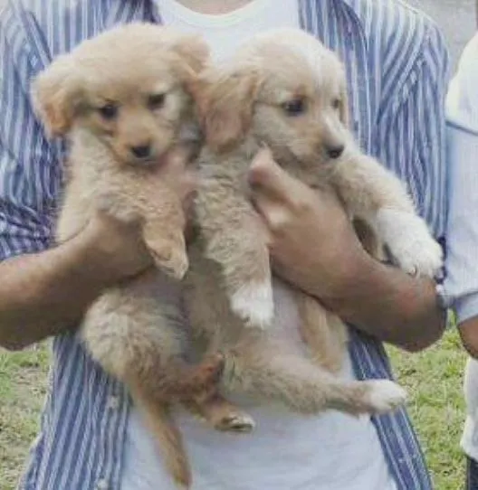 Cachorro ra a SRD idade Abaixo de 2 meses nome Fofuchos (Labrador)