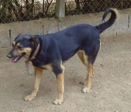 Cachorro ra a SRD idade 5 anos nome Sissi