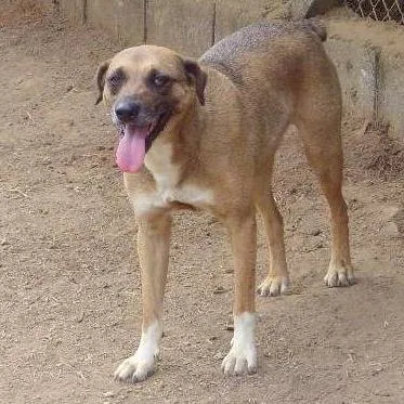 Cachorro ra a SRD idade 3 anos nome Garoto