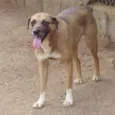 Garoto
