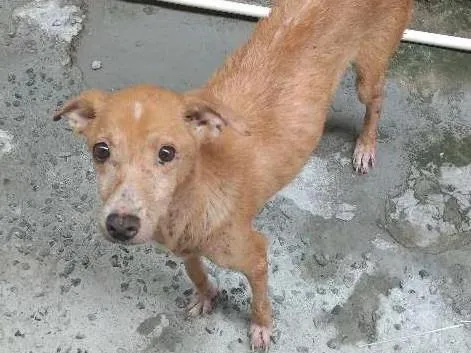 Cachorro ra a Vira-lata idade 5 anos nome Latifa