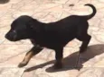 Kiko