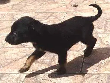 Cachorro ra a SRD idade Abaixo de 2 meses nome Kiko