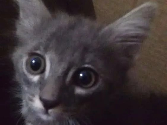 Gato ra a Sem raça definida  idade Abaixo de 2 meses nome Cecília e Eduarda