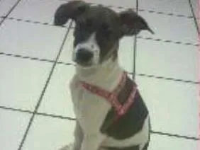Cachorro ra a Fox paulistinha  idade 2 anos nome Dora Aventureira
