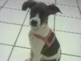 Dora Aventureira
