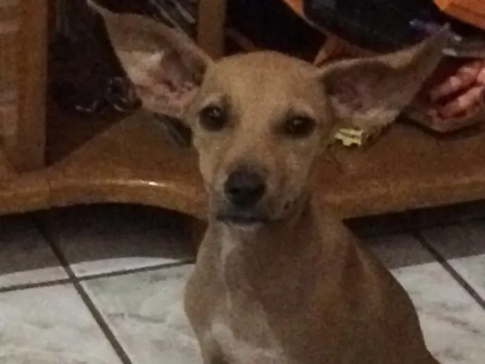 Cachorro ra a Vira lata  idade  nome Panqueka