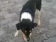 zorro