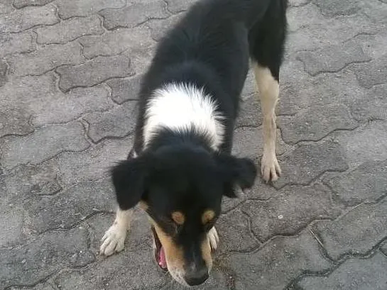 Cachorro raça misturado idade 2 anos nome zorro