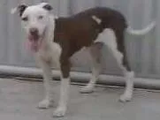 Cachorro raça pitbull idade 2 anos nome hulk