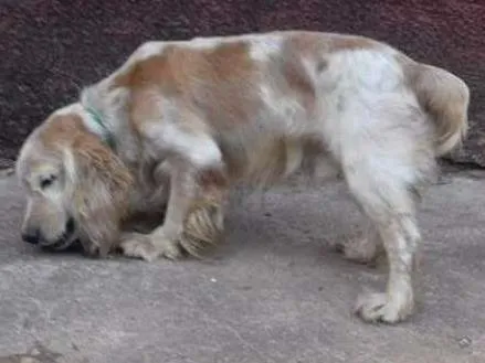 Cachorro ra a Cocker idade 6 ou mais anos nome Sebastian