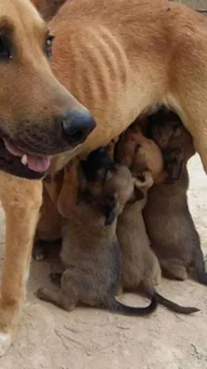 Cachorro raça mista idade 2 a 6 meses nome sem nomes