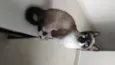 Mimi