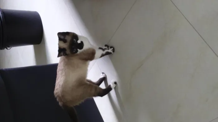 Gato ra a Siamês  idade 7 a 11 meses nome Mimi
