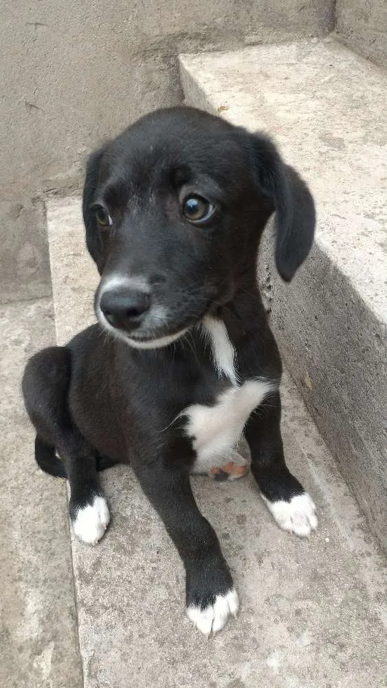 Cachorro ra a srd idade 2 a 6 meses nome sem nome