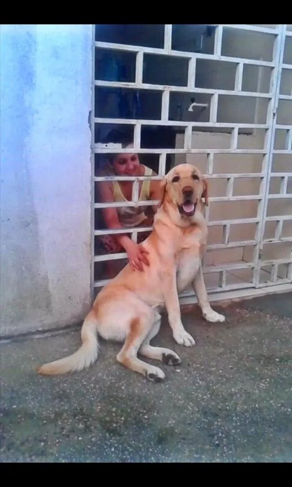 Cachorro ra a Labrador idade 2 anos nome Pimpo
