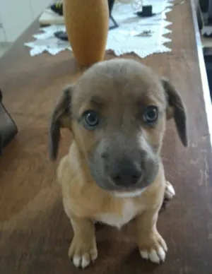 Cachorro raça SRD idade 2 a 6 meses nome sem nome