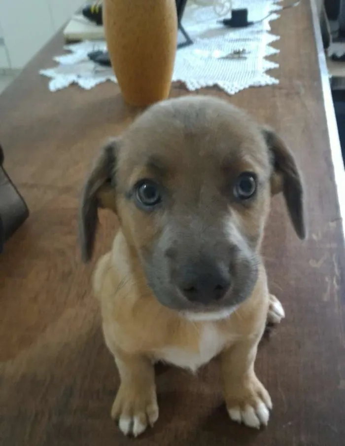 Cachorro ra a srd idade 2 a 6 meses nome sem nome