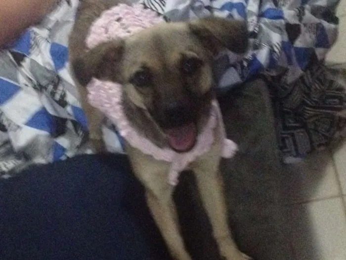 Cachorro ra a SRD idade 7 a 11 meses nome Sury
