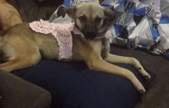 Cachorro ra a SRD idade 7 a 11 meses nome Sury