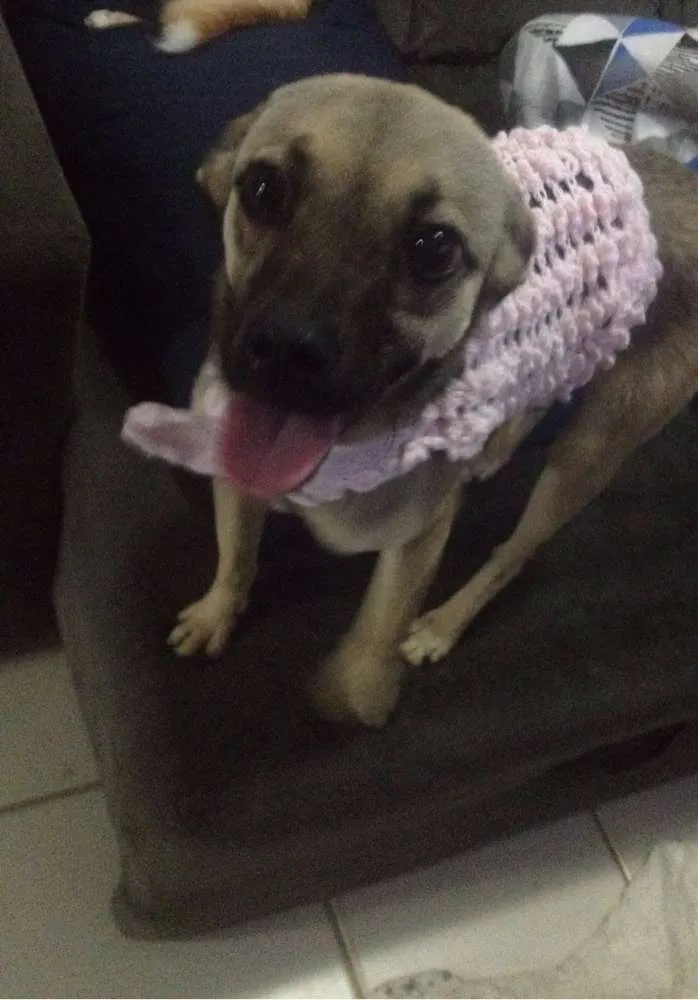 Cachorro ra a SRD idade 7 a 11 meses nome Sury