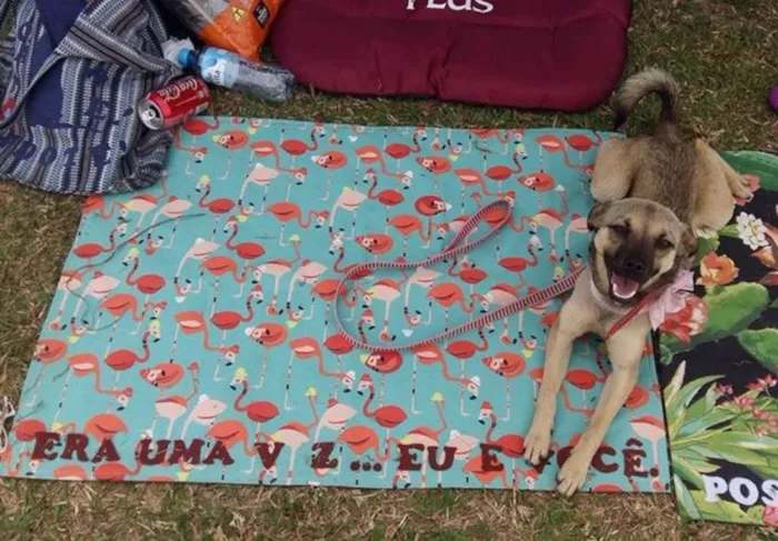 Cachorro ra a SRD idade 7 a 11 meses nome Sury