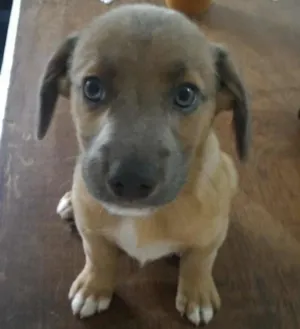 Cachorro raça srd idade 2 a 6 meses nome sem nome