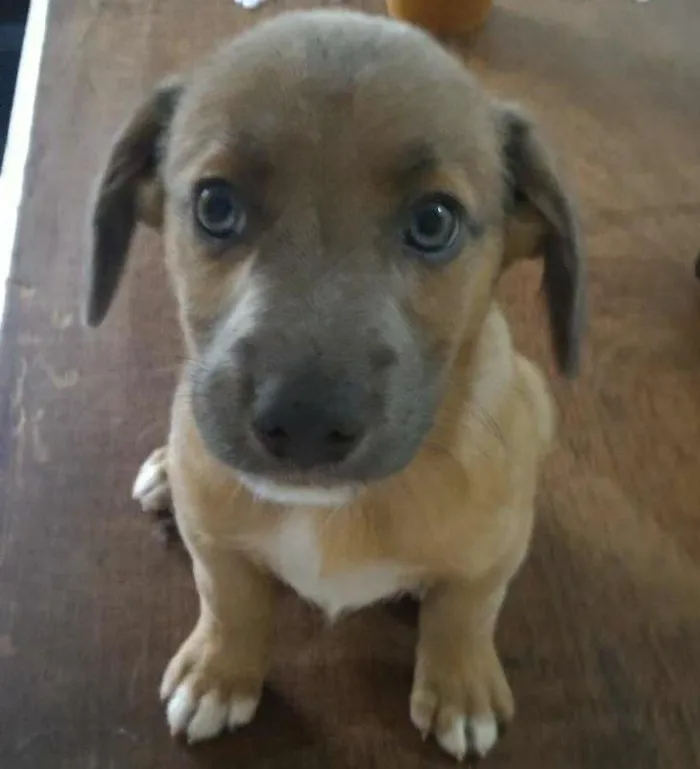 Cachorro ra a srd idade 2 a 6 meses nome sem nome