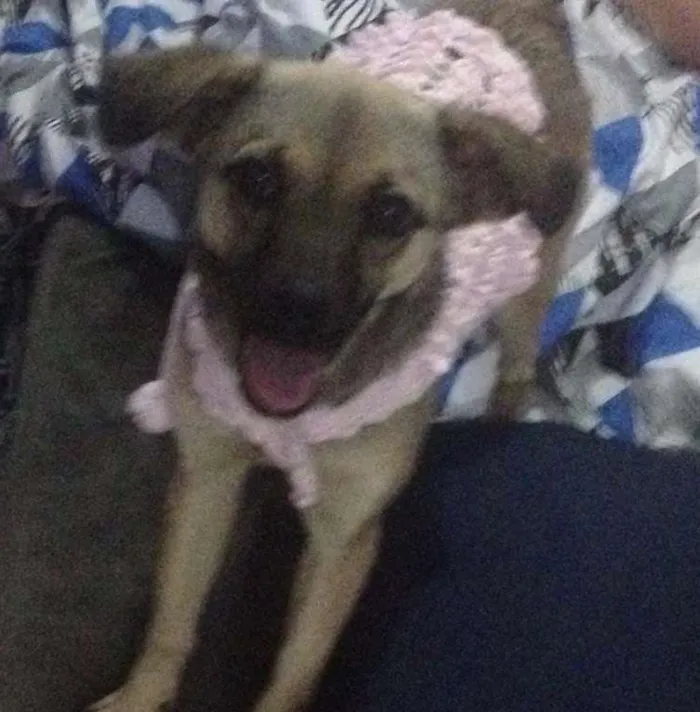 Cachorro ra a SRD idade 7 a 11 meses nome Sury