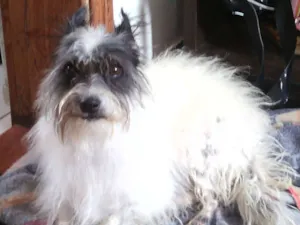 Cachorro raça vira-lata idade 2 a 6 meses nome Amora