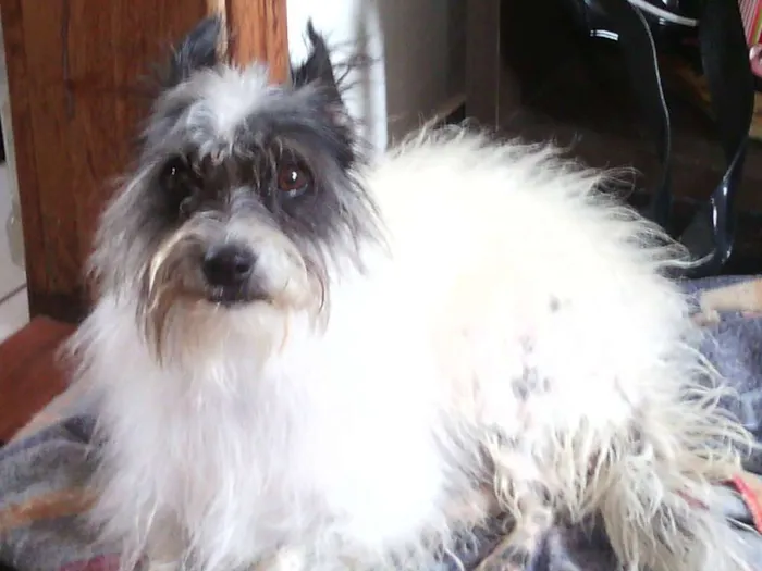 Cachorro ra a vira-lata idade 2 a 6 meses nome Amora