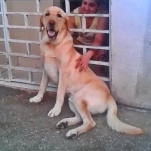 Cachorro raça Labrador idade 2 anos nome Pimpo