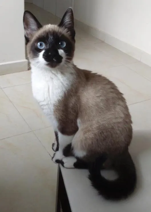 Gato ra a Siamês  idade 7 a 11 meses nome Mimi