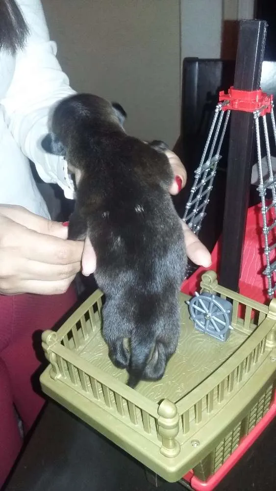 Cachorro raça Vira lata idade Abaixo de 2 meses nome Hulk