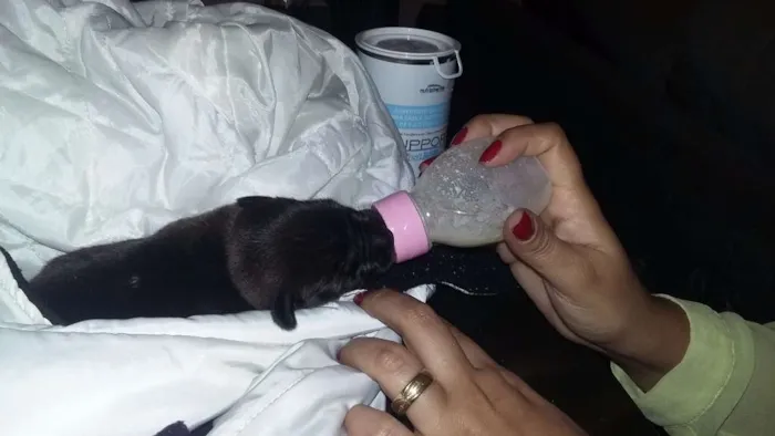 Cachorro raça Vira lata idade Abaixo de 2 meses nome Hulk