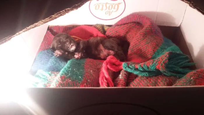 Cachorro raça Vira lata idade Abaixo de 2 meses nome Hulk