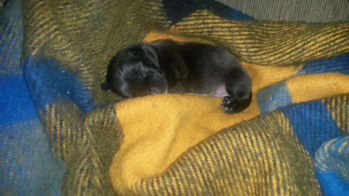 Cachorro raça Vira lata idade Abaixo de 2 meses nome Hulk