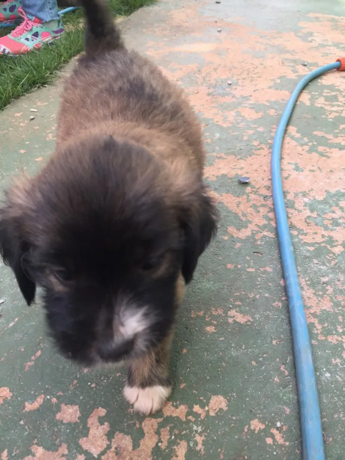 Cachorro ra a SRD idade 2 a 6 meses nome Bethoveen