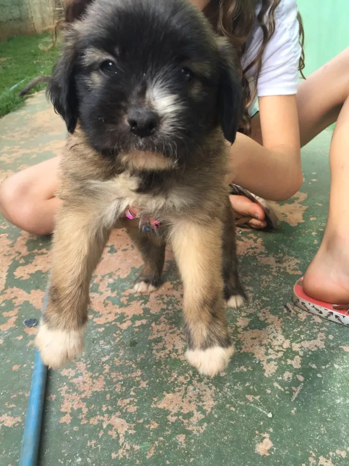 Cachorro ra a SRD idade 2 a 6 meses nome Bethoveen