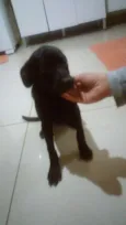 Blade