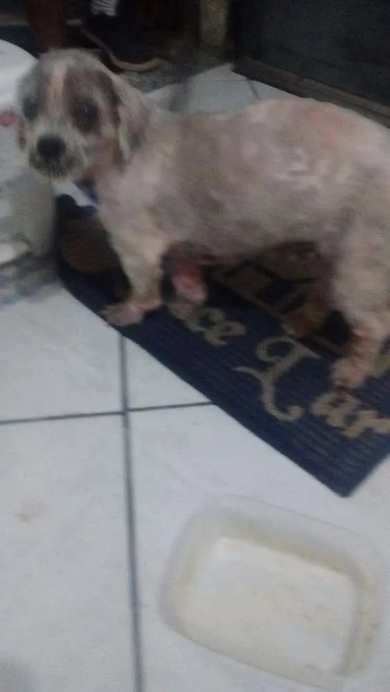 Cachorro ra a Lhasa apso idade 6 ou mais anos nome Sofia