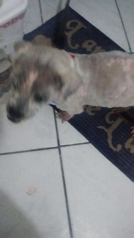 Cachorro ra a Lhasa apso idade 6 ou mais anos nome Sofia